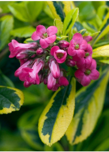 ESCALLONIA LAEVIS GOLD ELLEN