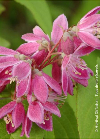 DEUTZIA TOURBILLON ROUGE