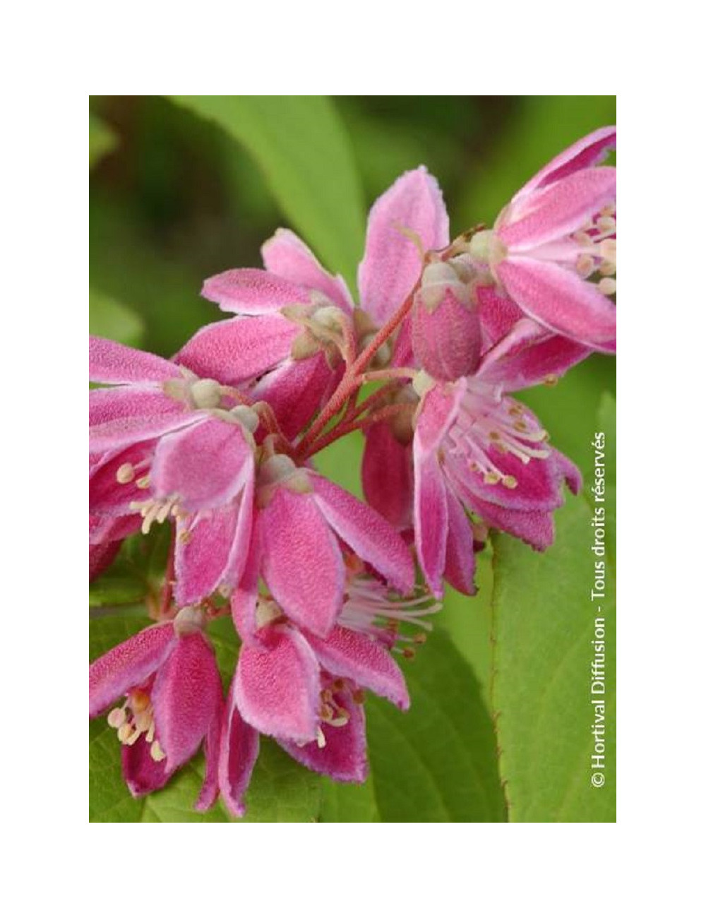 DEUTZIA TOURBILLON ROUGE