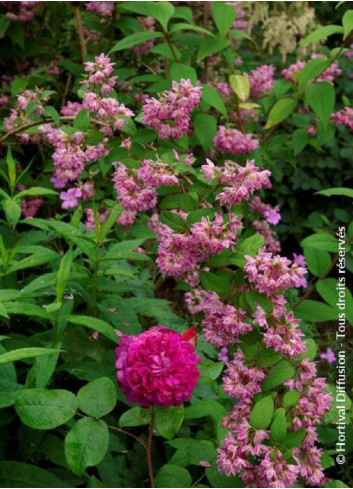 DEUTZIA TOURBILLON ROUGE