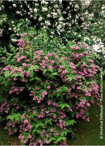 DEUTZIA TOURBILLON ROUGE