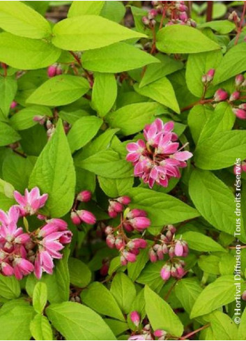 DEUTZIA TOURBILLON ROUGE