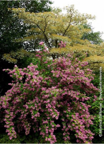 DEUTZIA TOURBILLON ROUGE