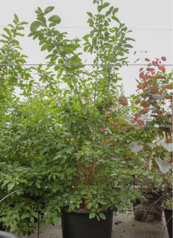 CHIONANTHUS retusus En pot de 50-70 litres buisson hauteur 150-175 cm