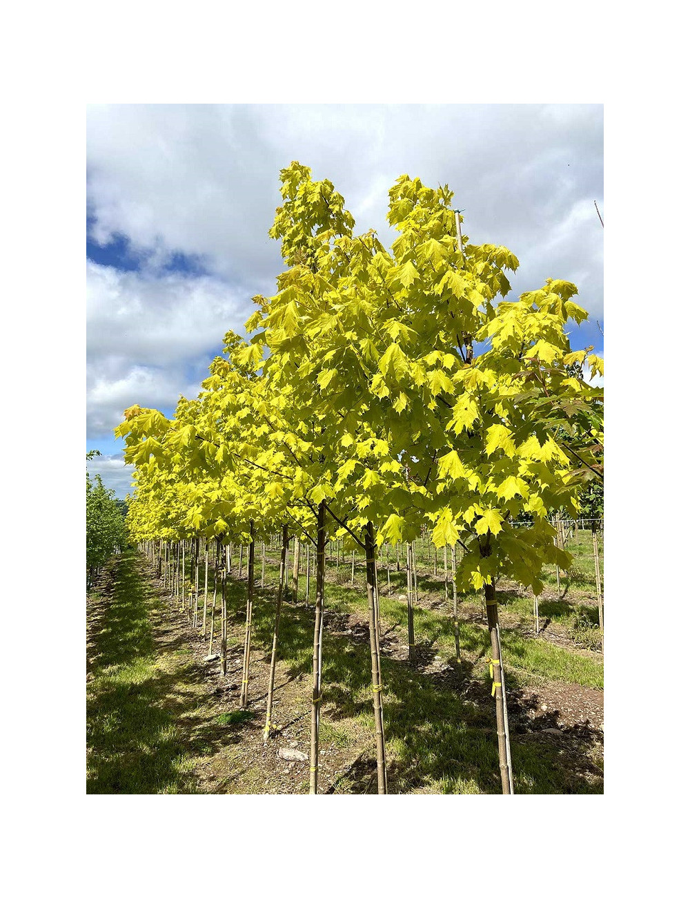 ACER platanoides PRINCETON GOLD