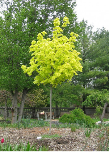 ACER platanoides PRINCETON GOLD