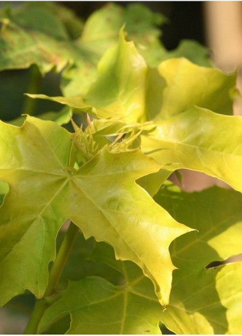 ACER platanoides PRINCETON GOLD