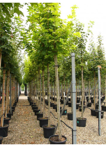 ACER platanoides PRINCETON GOLD En pot de 35-50 litres forme tige hauteur du tronc 180-200 cm