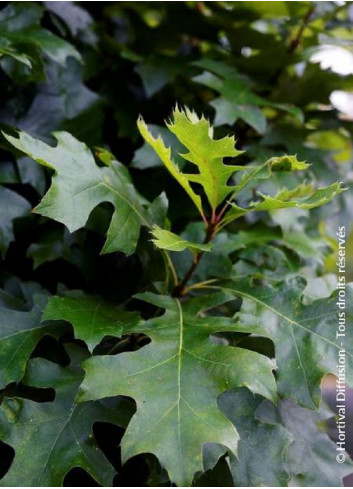 QUERCUS palustris GREEN DWARF