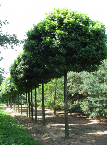 QUERCUS palustris GREEN DWARF