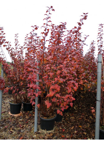 PHYSOCARPUS opulifolius DIABOLO En pot de 25-30 litres