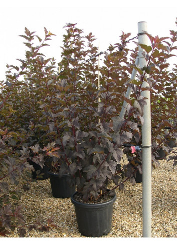 PHYSOCARPUS opulifolius DIABOLO En pot de 25-30 litres