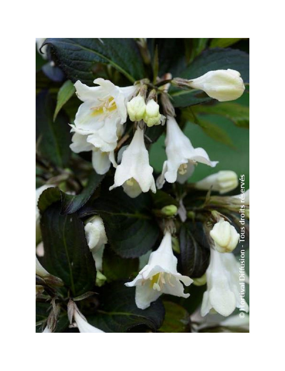 WEIGELA EBONY & IVORY