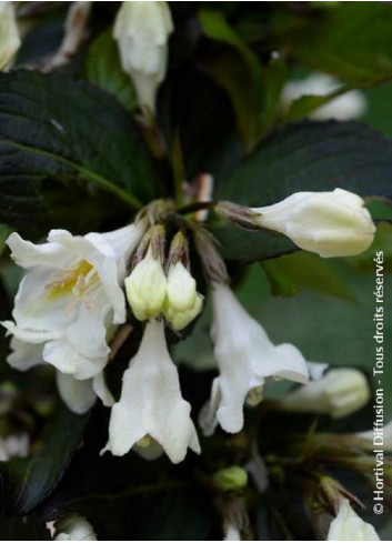 WEIGELA EBONY & IVORY