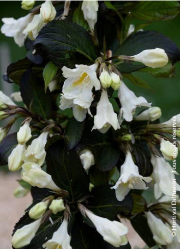 WEIGELA EBONY & IVORY