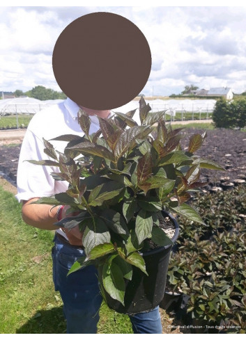 WEIGELA EBONY & IVORY En pot de 4-5 litres