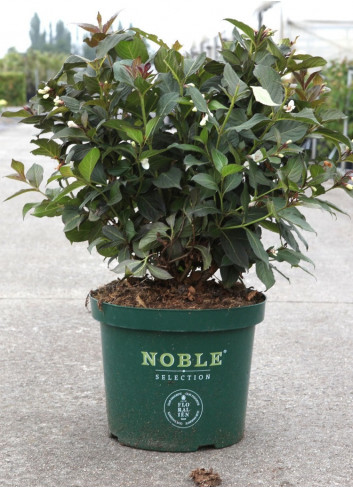 WEIGELA EBONY & IVORY En pot de 10-12 litres