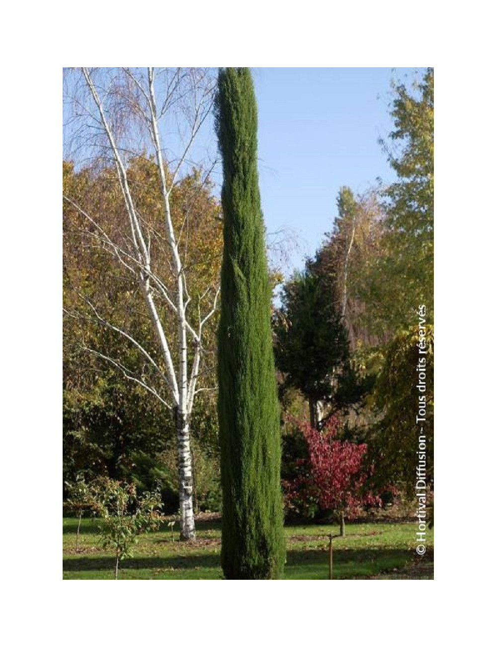 CUPRESSUS sempervirens TOTEM