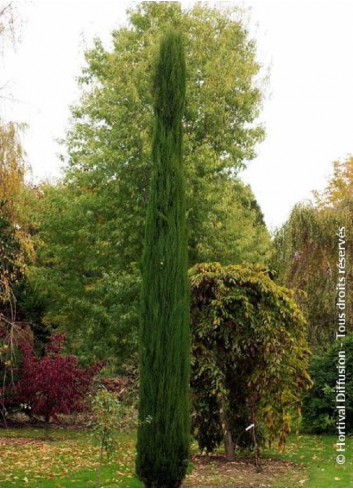 CUPRESSUS sempervirens TOTEM