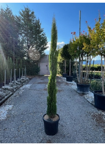 CUPRESSUS sempervirens TOTEM