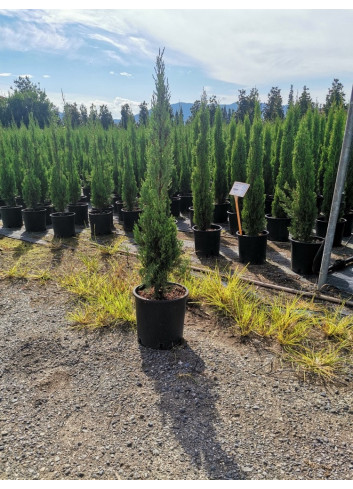 CUPRESSUS sempervirens TOTEM