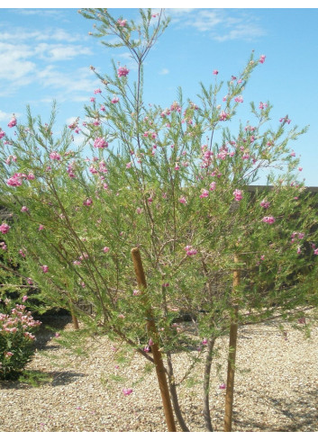 CHILOPSIS linearis