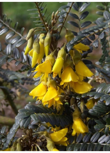 SOPHORA SUN KING