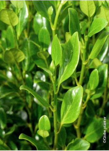 GRISELINIA littoralis GREEN HORIZON