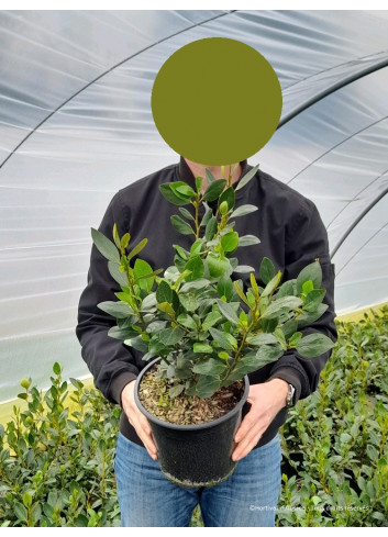 GRISELINIA littoralis GREEN HORIZON En pot de 4-5 litres