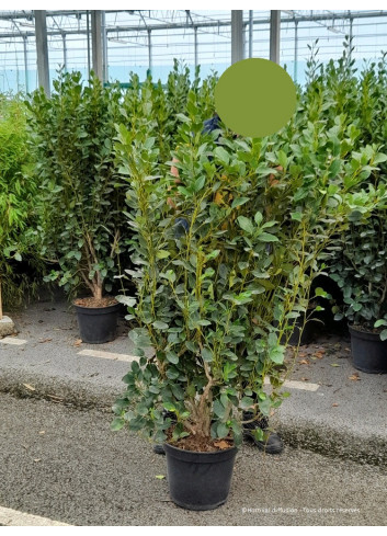 GRISELINIA littoralis GREEN HORIZON En pot de 7-10 litres