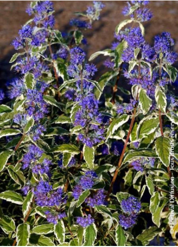 CARYOPTERIS clandonensis WHITE SURPRISE