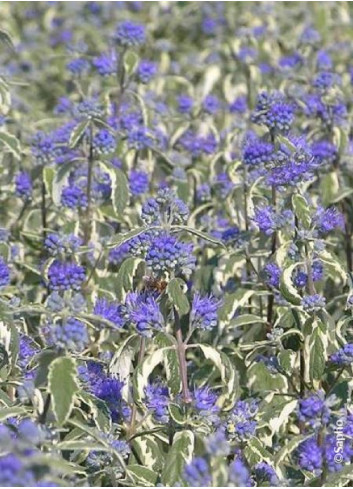 CARYOPTERIS clandonensis WHITE SURPRISE