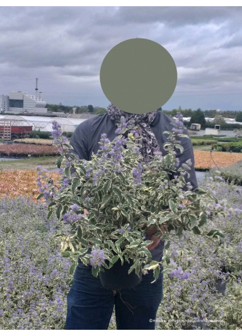 CARYOPTERIS clandonensis WHITE SURPRISE En pot de 4-5 litres forme buisson