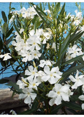 NERIUM oleander BLANC