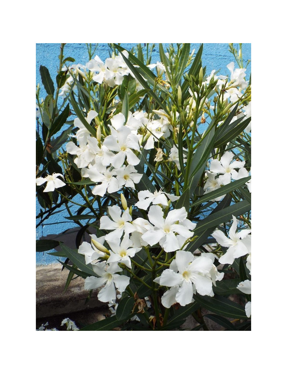 NERIUM oleander BLANC