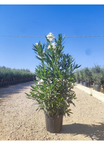 NERIUM oleander BLANC En pot de 35-50 litres