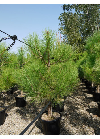 PINUS PINASTER En pot de 25-30 litres