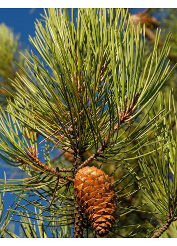 PINUS PINASTER