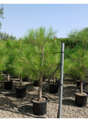 PINUS PINASTER En pot de 25-30 litres