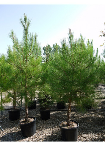 PINUS PINASTER En pot de 35-50 litres