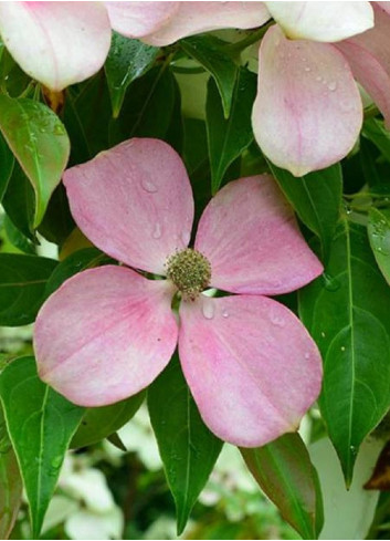 CORNUS hongkongensis PARC DE HAUTE BRETAGNE