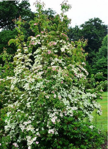 CORNUS hongkongensis PARC DE HAUTE BRETAGNE