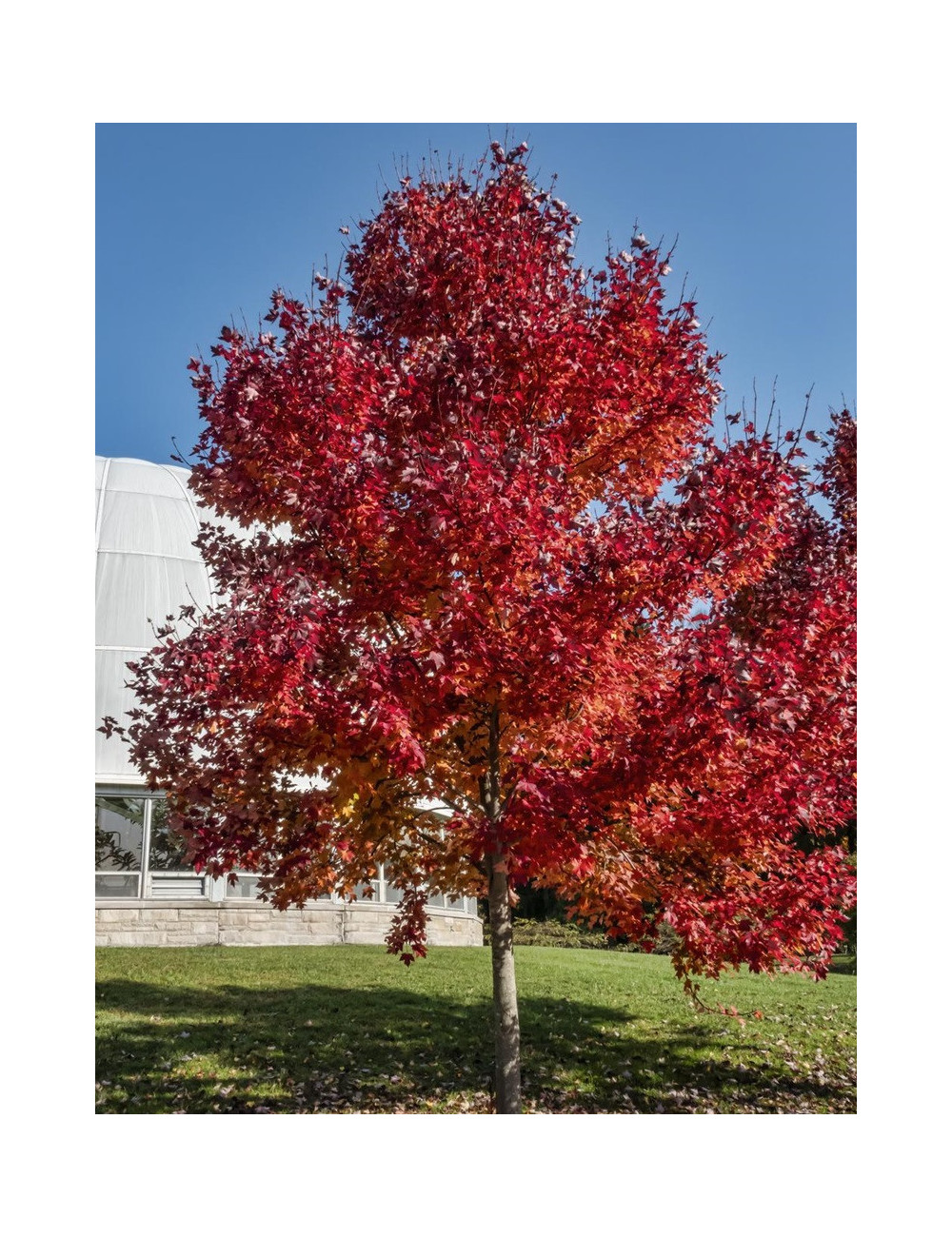 ACER rubrum REDPOINTE