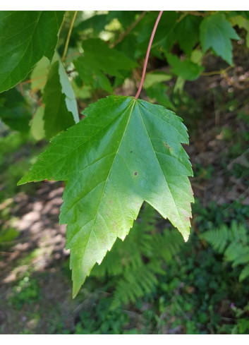 ACER rubrum REDPOINTE