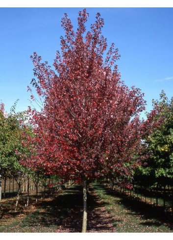 ACER rubrum REDPOINTE