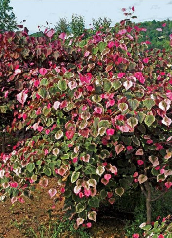 CERCIS canadensis CAROLINA SWEETHEART