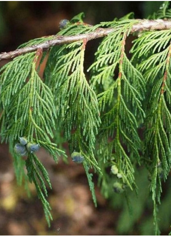 CHAMAECYPARIS nootkatensis PENDULA