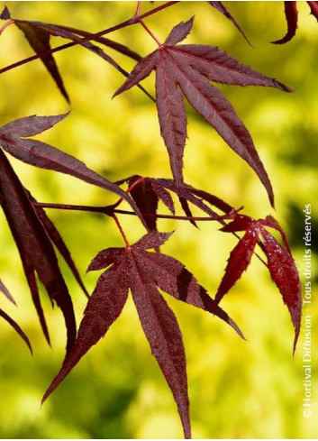 ACER palmatum ENKAN