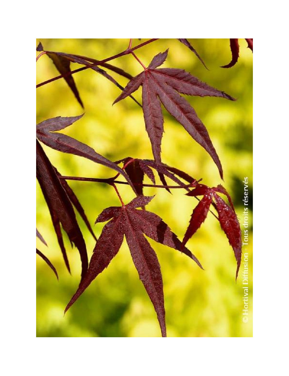 ACER palmatum ENKAN