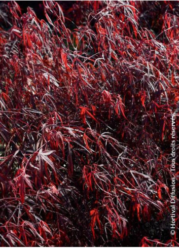 ACER palmatum ENKAN